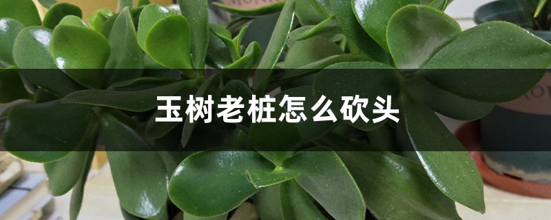 玉树老桩怎么砍头