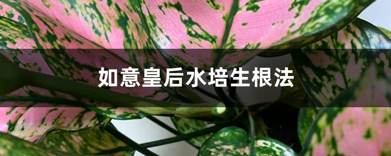 如意皇后水培生根法