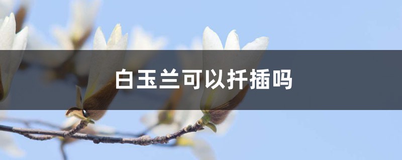 白玉兰可以扦插吗