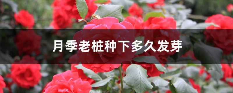 月季老桩种下多久发芽