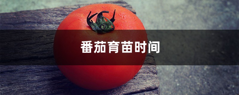 番茄育苗时间
