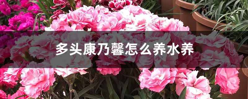 多头康乃馨怎么养水养