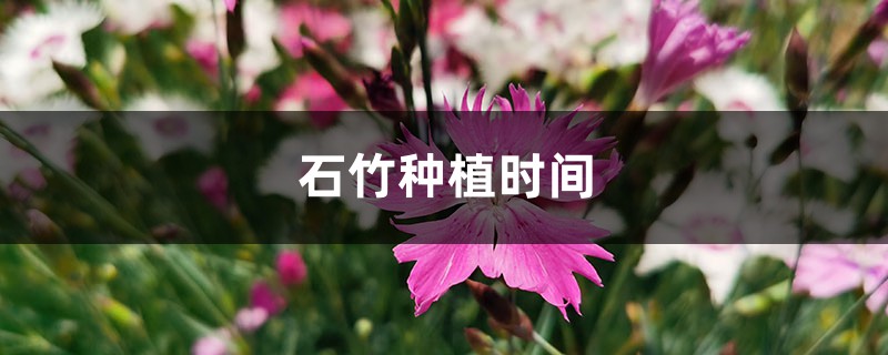 石竹种植时间