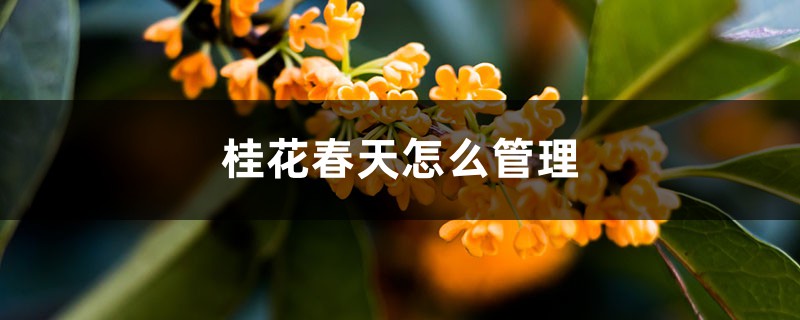 桂花春天怎么管理
