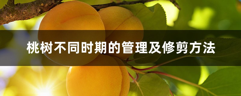 桃树不同时期的管理及修剪方法