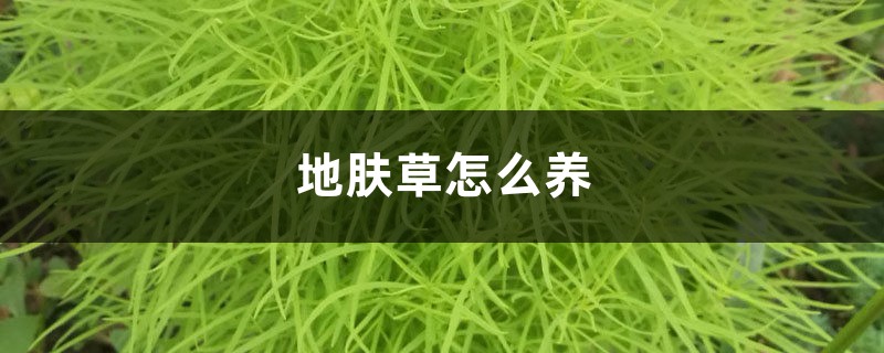 地肤草怎么养