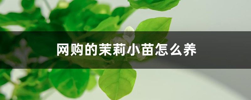 网购的茉莉小苗怎么养