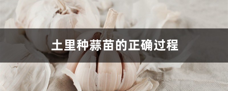 土里种蒜苗的正确过程