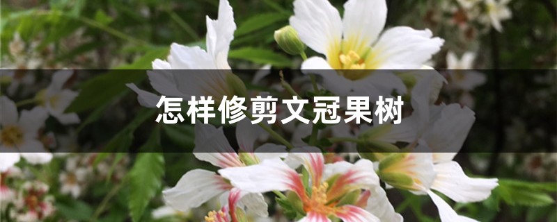 怎样修剪文冠果树