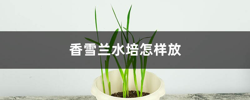 香雪兰水培怎样放