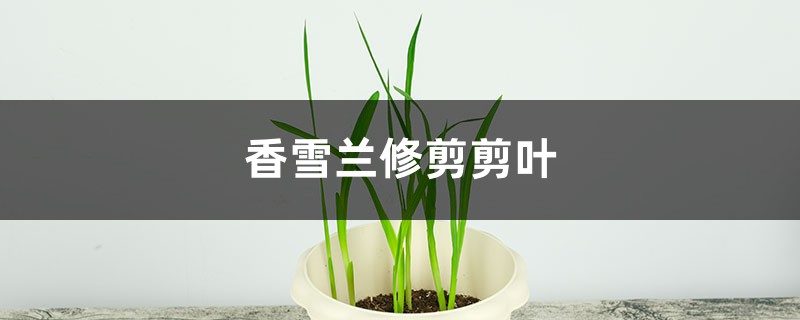 香雪兰如何修剪