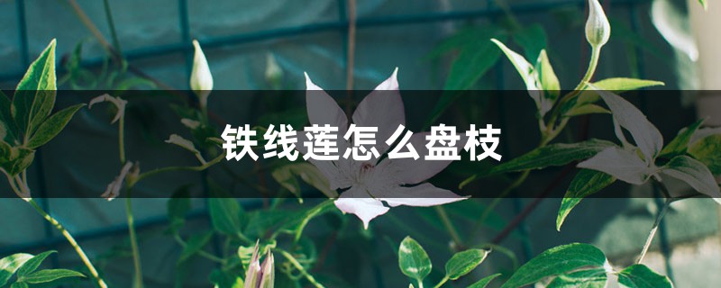 铁线莲怎么盘枝