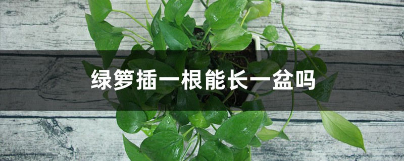 绿萝插一根能长一盆吗
