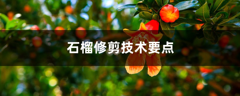 石榴修剪技术要点