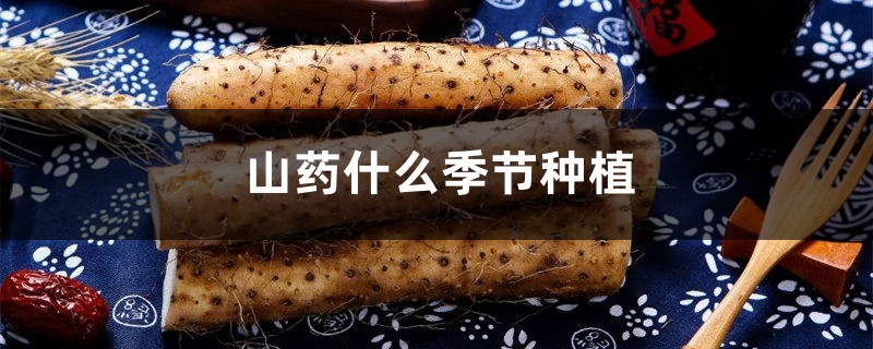 山药什么季节种植