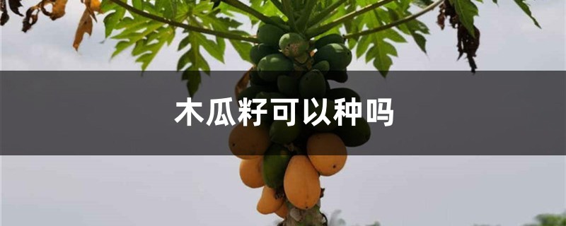 木瓜籽可以种吗