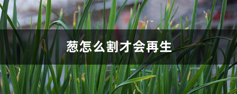 葱怎么割才会再生