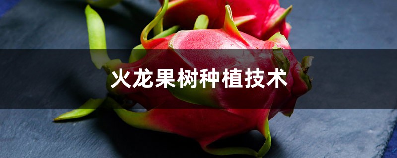 火龙果树种植技术