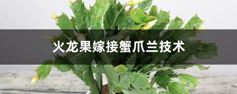 火龙果嫁接蟹爪兰技术