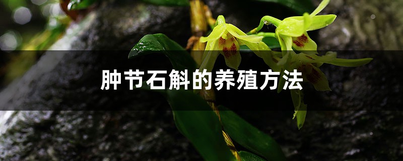 肿节石斛的养殖方法