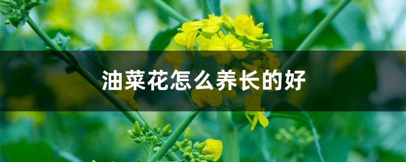 油菜花怎么养长的好