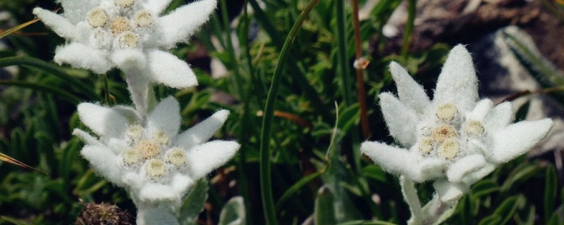 雪绒花怎么养