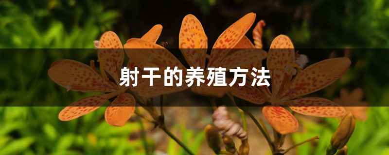 射干的养殖方法