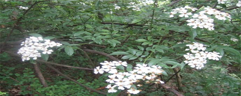 山木香什么时候嫁接