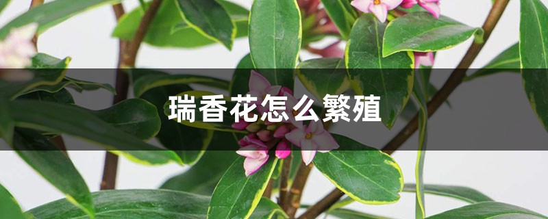瑞香花怎么繁殖