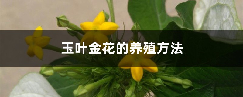 玉叶金花的养殖方法