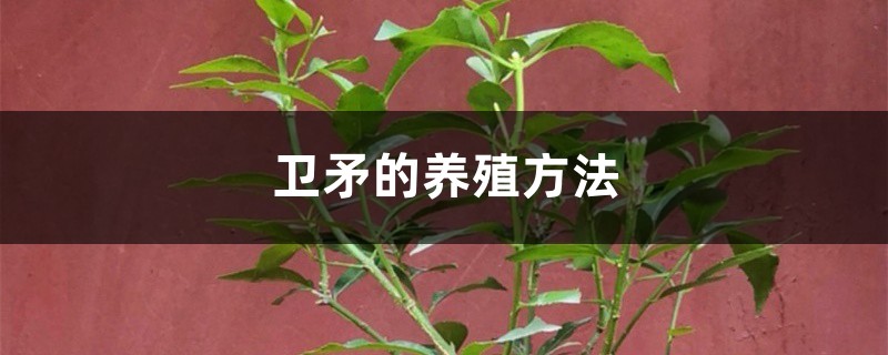 卫矛的养殖方法