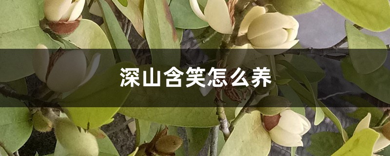 深山含笑怎么养