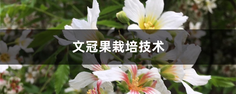 文冠果栽培技术