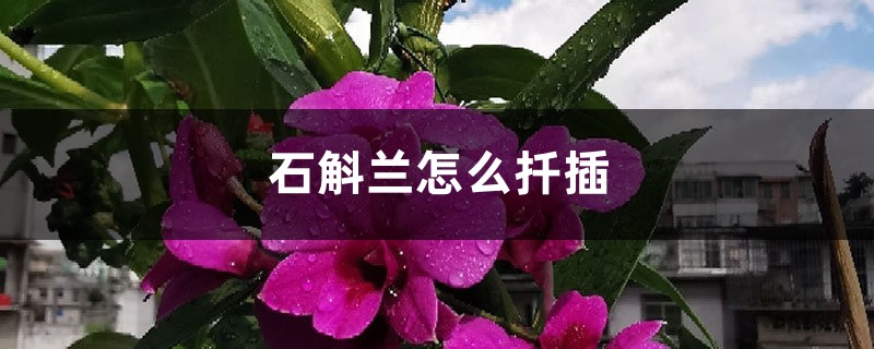 石斛兰怎么扦插