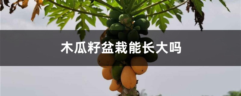 木瓜籽盆栽能长大吗
