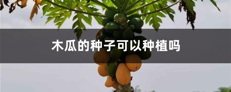 木瓜的种子可以种植吗