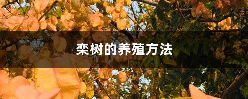 栾树的养殖方法