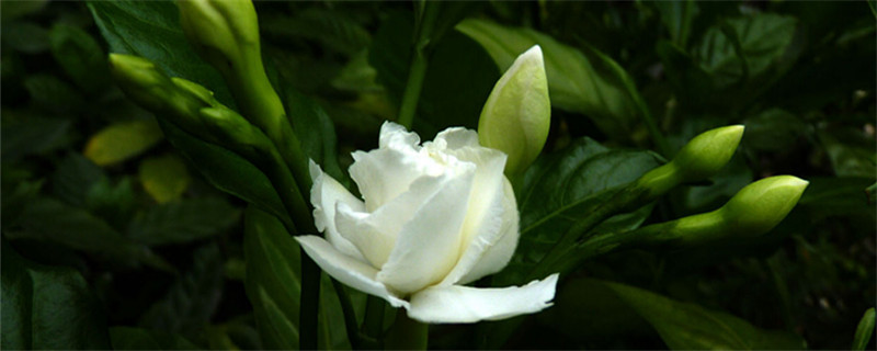 怎么养狗牙花