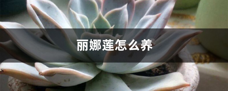 丽娜莲怎么养