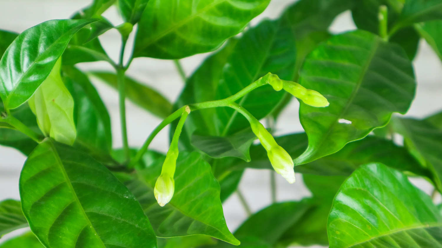 狗牙花