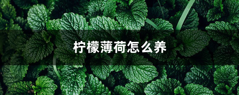 柠檬薄荷怎么养