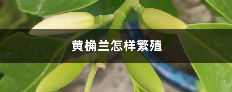 黄桷兰怎样繁殖
