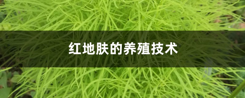 红地肤的养殖技术