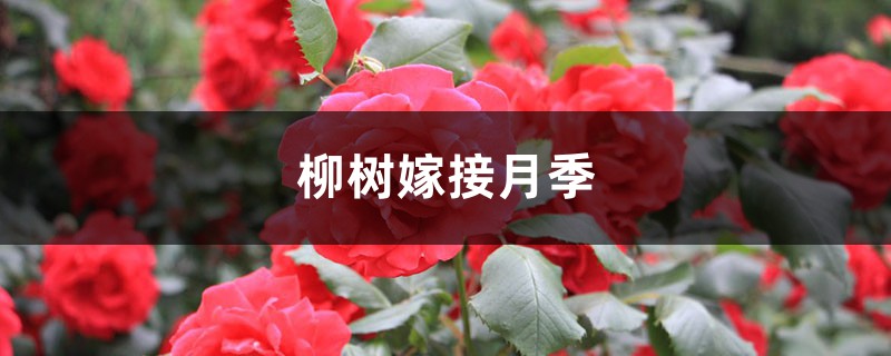 柳树嫁接月季的方法