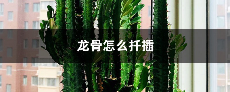 龙骨怎么扦插