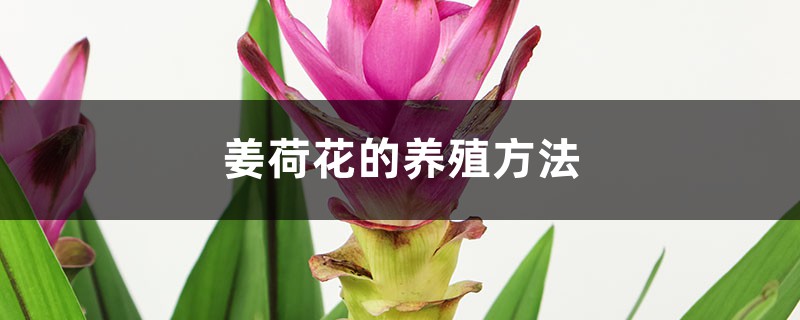 姜荷花的养殖方法