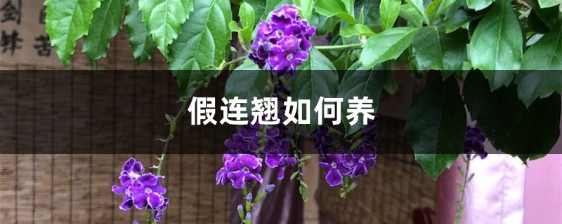 假连翘如何养