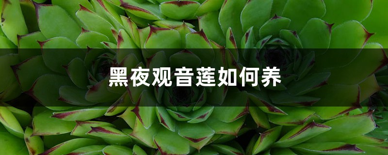 黑夜观音莲如何养