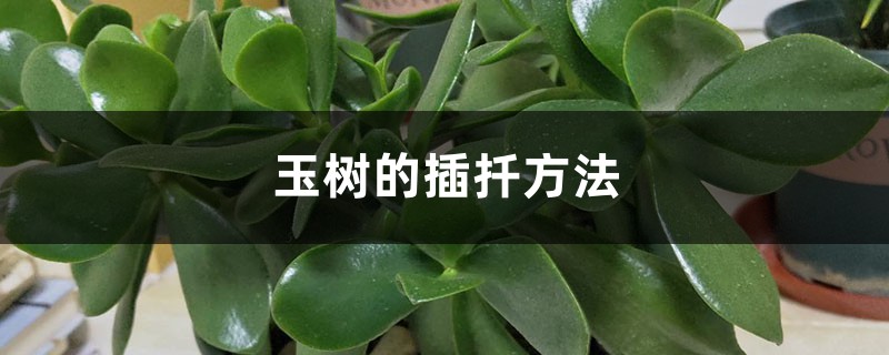 玉树的插扦方法