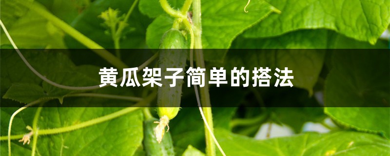 黄瓜架子简单的搭法